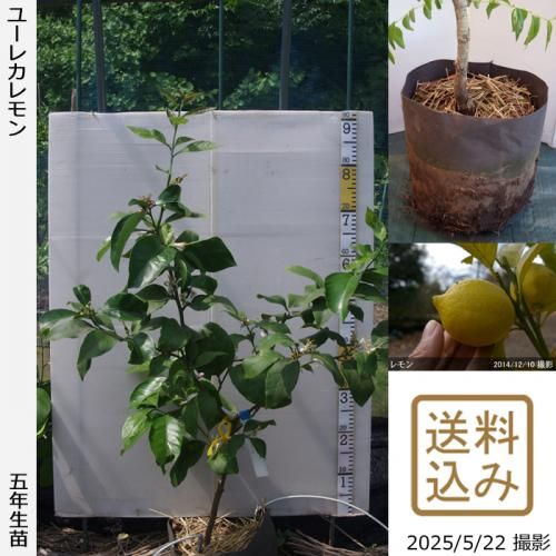 <img class='new_mark_img1' src='https://img.shop-pro.jp/img/new/icons14.gif' style='border:none;display:inline;margin:0px;padding:0px;width:auto;' />ڽ缡вۡԻѡڥॷﳲġ (ݦݨ)桼쥫[ݥå 2021ǯ:S]