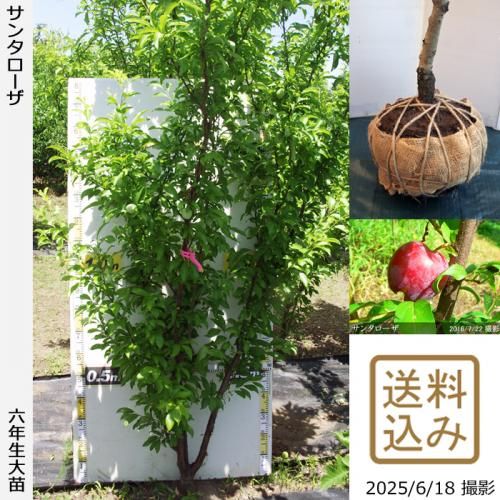 <img class='new_mark_img1' src='https://img.shop-pro.jp/img/new/icons14.gif' style='border:none;display:inline;margin:0px;padding:0px;width:auto;' />2025ǯͽʡġ( ץ)󥿥[Ϸ 2020ǯ:3L]ռӡ緿