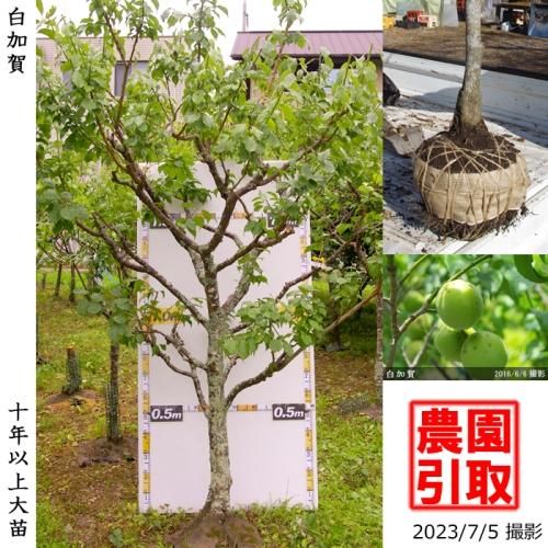 ġ() ò(餫)[Ϸ 2006ǯ:8L]ռӡΤ