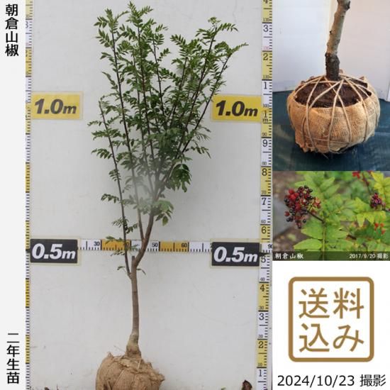 【順次出荷中】2年生苗◇サンシ