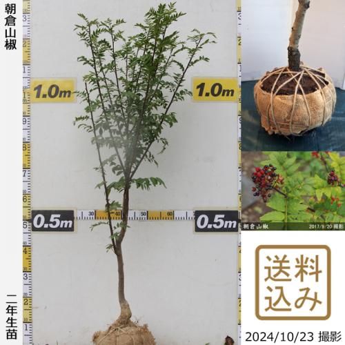 【順次出荷中】2年生苗◇サンシ