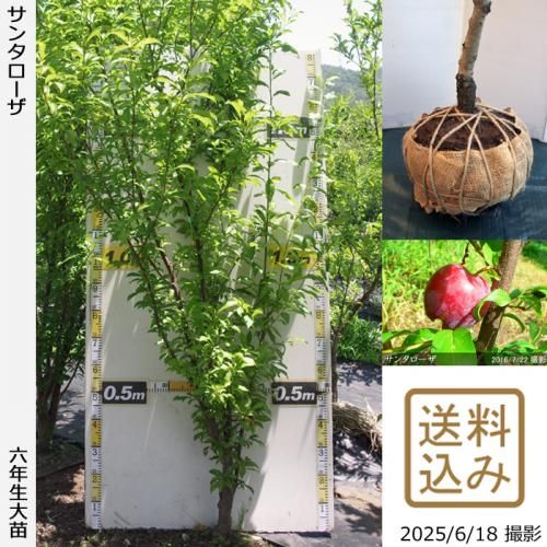 <img class='new_mark_img1' src='https://img.shop-pro.jp/img/new/icons14.gif' style='border:none;display:inline;margin:0px;padding:0px;width:auto;' />2025ǯͽʡġ( ץ)󥿥[Ϸ 2020ǯ:LL]ռӡ緿