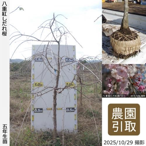 <img class='new_mark_img1' src='https://img.shop-pro.jp/img/new/icons14.gif' style='border:none;display:inline;margin:0px;padding:0px;width:auto;' />ڽ缡ġ() ȬŹȤ[Ϸ 2021ǯ:4L]Τ