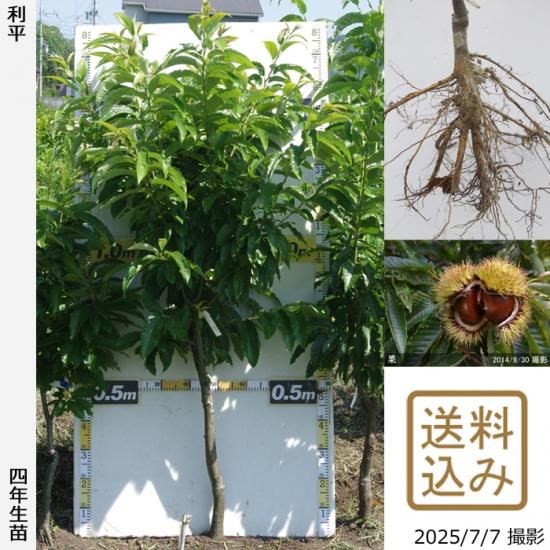 【2025年度予約商品】大苗◇
