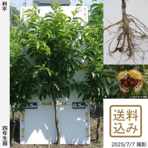 <img class='new_mark_img1' src='https://img.shop-pro.jp/img/new/icons14.gif' style='border:none;display:inline;margin:0px;padding:0px;width:auto;' />2025ǯͽʡġ( )ʿ(ؤ)[դ뤤 2022ǯ:LL]緿