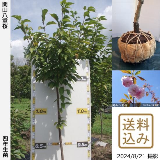 【順次出荷中】大苗◇サクラ(桜