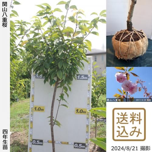 【順次出荷中】大苗◇サクラ(桜