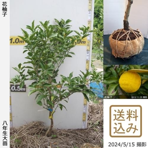 【順次出荷中】◇農薬不使用【エ