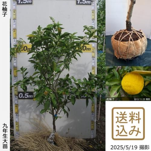 <img class='new_mark_img1' src='https://img.shop-pro.jp/img/new/icons14.gif' style='border:none;display:inline;margin:0px;padding:0px;width:auto;' />ڽ缡вۡԻѡڥॷﳲġ ͮ(ϥʥ桦֥楺)[Ϸ 2017ǯ:S]ռӡ󤷺Ѣ