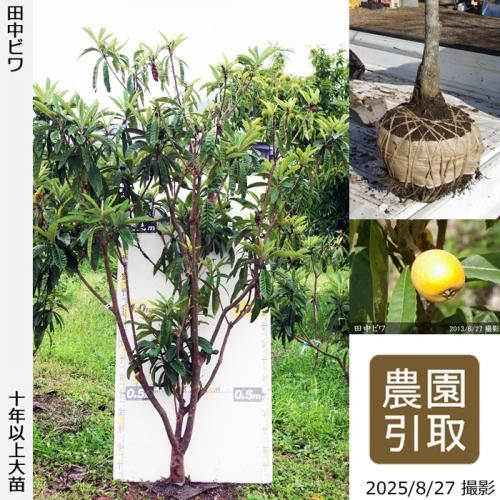 ビワ(枇杷)の地堀大苗 - 果樹苗・大苗・苗木販売の隅田農園@京都丹波