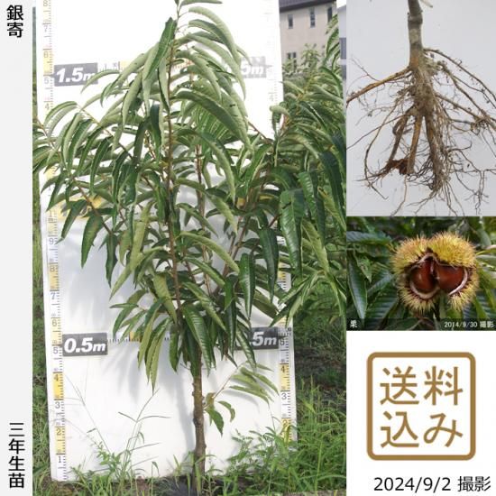 【商談中】3年生苗◇クリ(栗