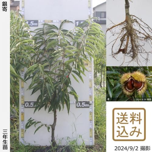【商談中】3年生苗◇クリ(栗