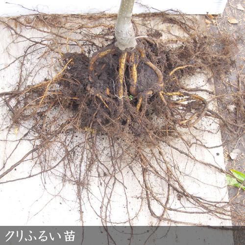 【商談中】3年生苗◇クリ(栗