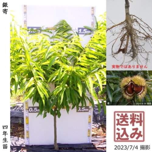 お取り寄せ 栗の苗木10本/2023年発芽/大粒の栗/幼木/植木/庭木/盆栽用