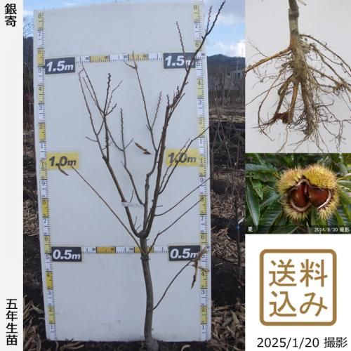 【順次出荷中】大苗◇クリ(栗