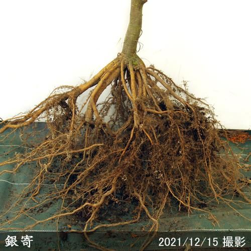 【順次出荷中】大苗◇クリ(栗