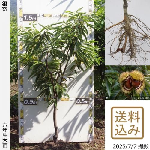 栗(クリ,くり)の大苗,ふるい苗 - 果樹苗・大苗・苗木販売の隅田農園