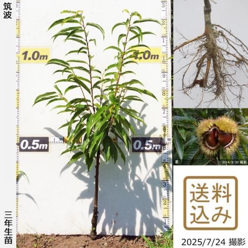 2022年発芽の栗の苗木10本/大粒/幼木/植木/庭木/盆栽/筑波/利平/銀寄 2022年発芽の栗の苗木10本/大粒/幼木/植木/庭木/盆栽/筑波/