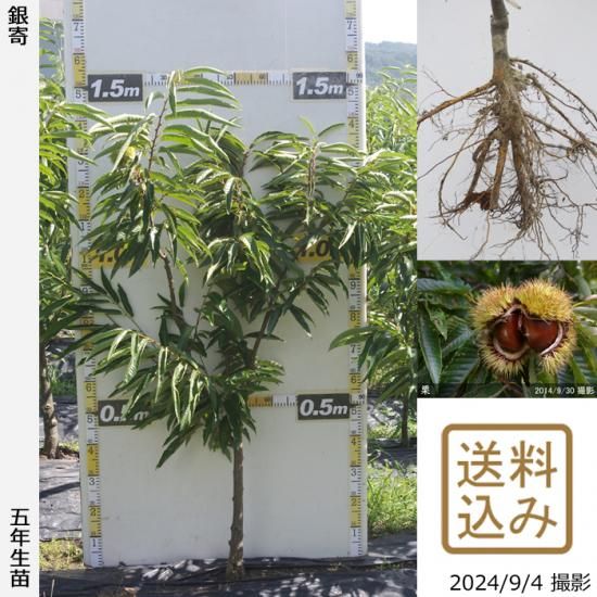 【順次出荷中】大苗◇クリ(栗