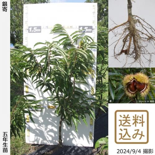 【順次出荷中】大苗◇クリ(栗