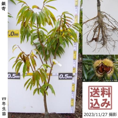 【順次出荷中】大苗◇クリ(栗