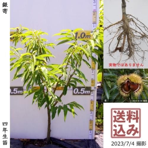 【順次出荷中】大苗◇クリ(栗