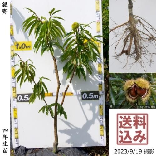 3ǯġ( ) (褻)[դ뤤 2020ǯ:M]