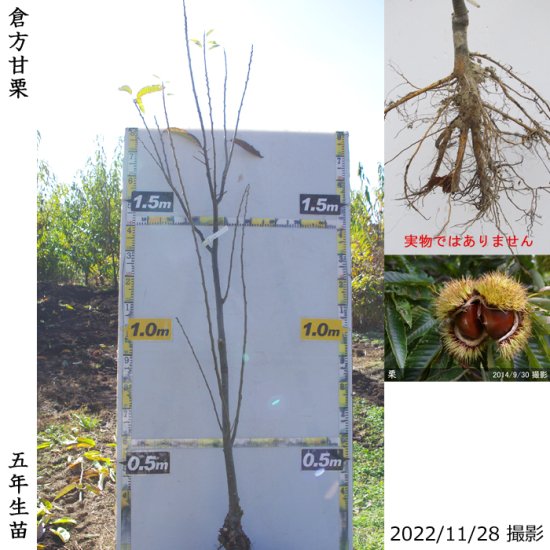 クリ 栗 中生種 倉方甘栗 くらかたあまぐり 地掘大苗 果樹苗 大苗 苗木販売の隅田農園 京都亀岡