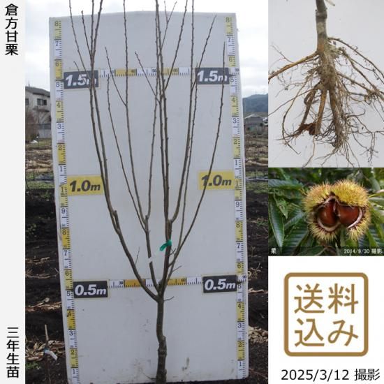 【順次出荷中】大苗◇クリ(栗