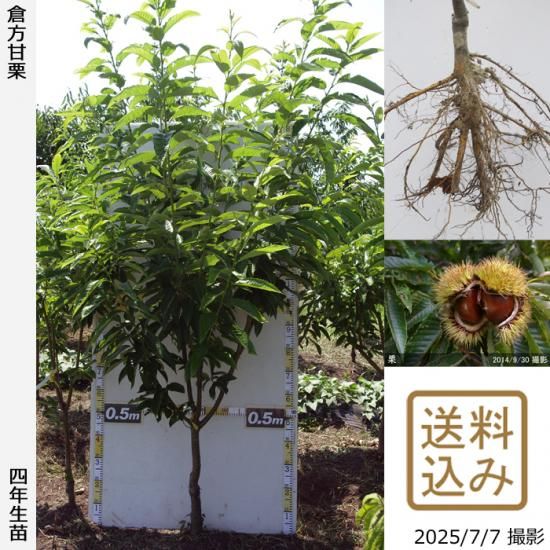 【2025年度予約商品】大苗◇