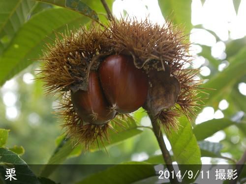 【2025年度予約商品】大苗◇