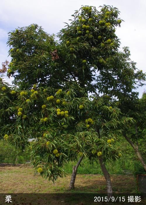 【2025年度予約商品】大苗◇