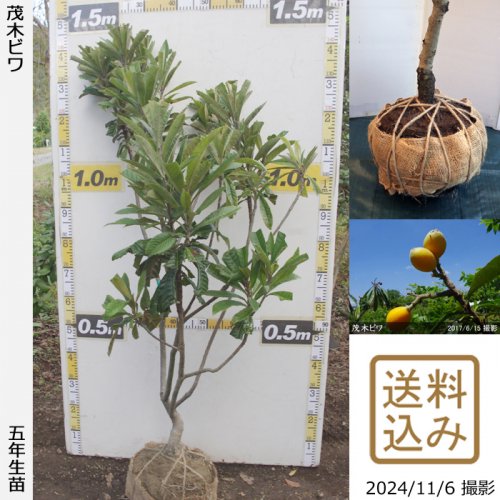 ビワ(枇杷) 茂木(もぎびわ)地掘大苗 - 果樹苗・大苗・苗木販売の隅田農園@京都亀岡