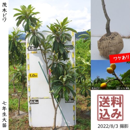 【予約商品／今秋発送】大苗◇ビワ(枇杷) 茂木びわ[地掘苗 2016年:3L]～実付実績～＊大型便◆ワケあり