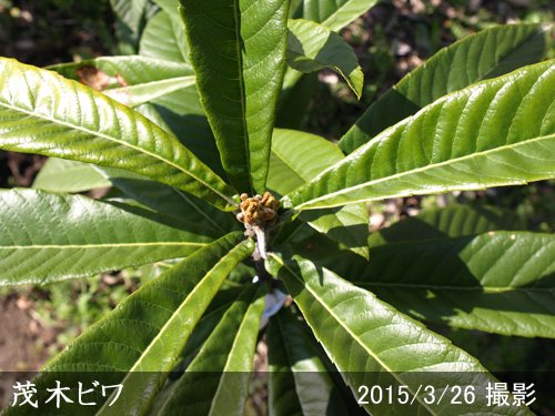 ビワ(枇杷) 茂木(もぎびわ)地掘大苗 - 果樹苗・大苗・苗木販売の隅田農園@京都亀岡