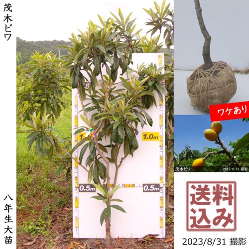 新作入荷中 【ゆう様専用】大実びわ苗木【なつたより】枇杷苗 - 観葉植物