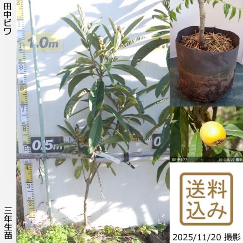 <img class='new_mark_img1' src='https://img.shop-pro.jp/img/new/icons14.gif' style='border:none;display:inline;margin:0px;padding:0px;width:auto;' />ڽ缡в3ǯġӥ() Ӥ[ݥå 2023ǯ:M]