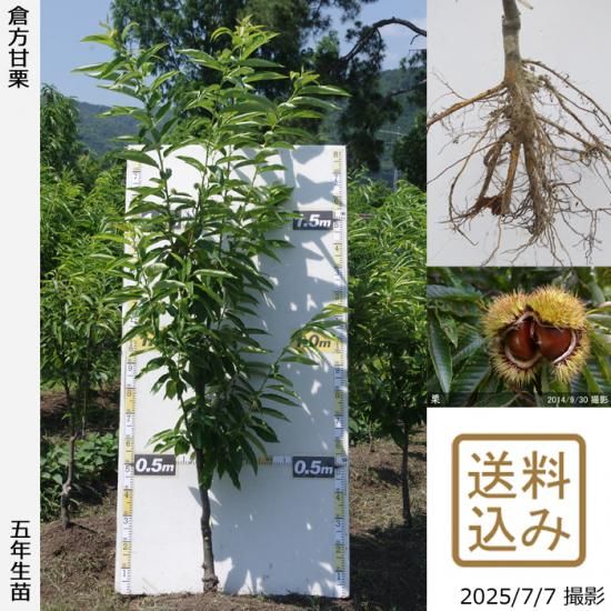 【2025年度予約商品】大苗◇