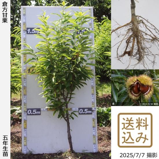 【2025年度予約商品】大苗◇