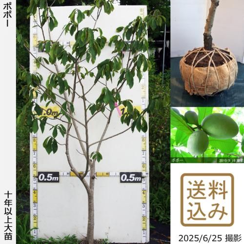 <img class='new_mark_img1' src='https://img.shop-pro.jp/img/new/icons14.gif' style='border:none;display:inline;margin:0px;padding:0px;width:auto;' />2025ǯͽʡġݥݡ[Ϸ 2015ǯ:3L]ռӡ緿