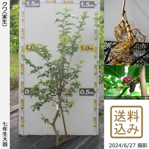 大量入荷 実生 - 果樹苗木・成木通販の 特等大苗専門店 すだ農園@京都亀岡 その他