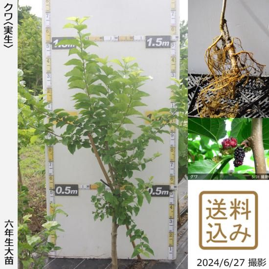 【順次出荷中】大苗◇クワ(桑)