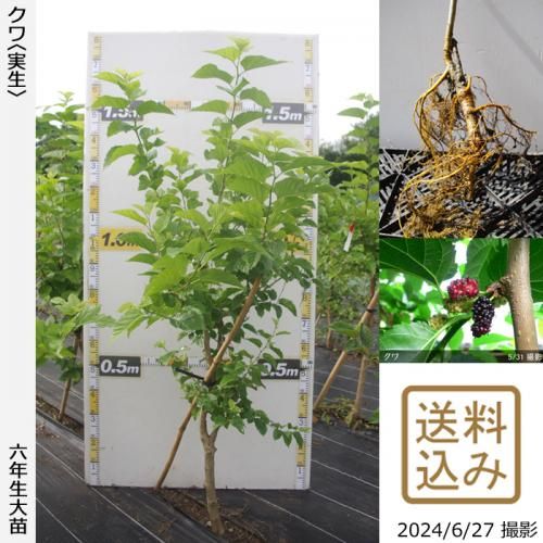 【順次出荷中】大苗◇クワ(桑)