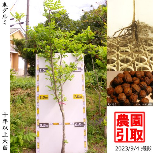 くるみの苗 1本 胡桃 苗 無農薬栽培 稀 家庭菜園苗 | gulatilaw.com