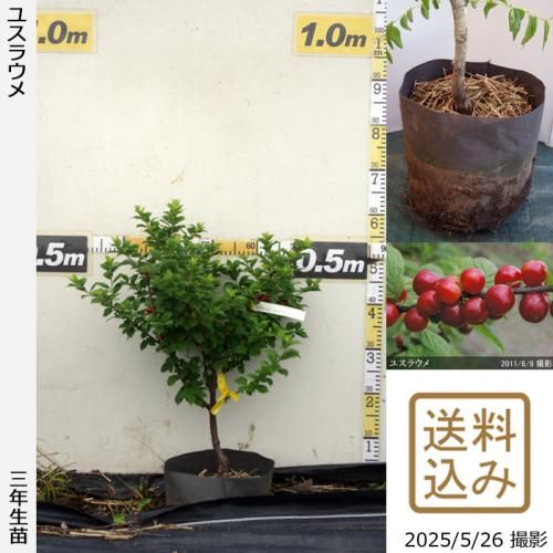 果樹苗木 果樹苗木 | 農業屋.com