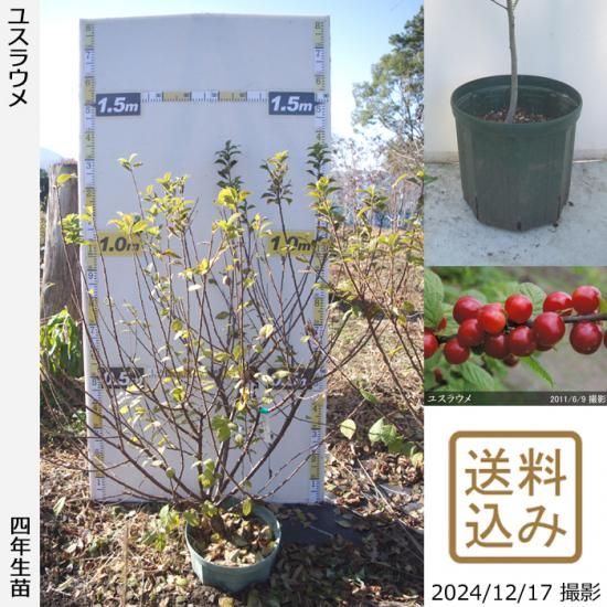 【順次出荷中】大苗◇ユスラウメ