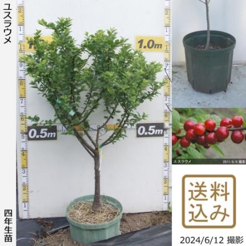 【順次出荷中】大苗◇ユスラウメ