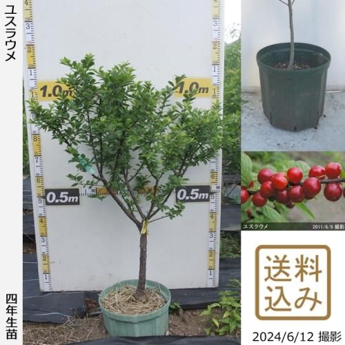 【順次出荷中】大苗◇ユスラウメ