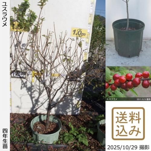 <img class='new_mark_img1' src='https://img.shop-pro.jp/img/new/icons14.gif' style='border:none;display:inline;margin:0px;padding:0px;width:auto;' />ڽ缡вġ楹饦()[åȥݥå 2022ǯ:M]ռӡ