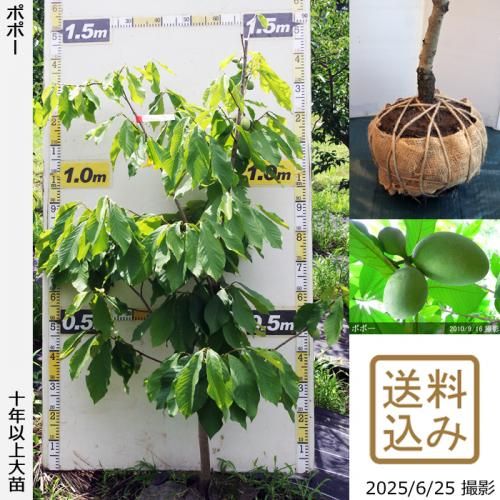 <img class='new_mark_img1' src='https://img.shop-pro.jp/img/new/icons14.gif' style='border:none;display:inline;margin:0px;padding:0px;width:auto;' />2025ǯͽʡġݥݡ[Ϸ 2015ǯ:L]ռӡ